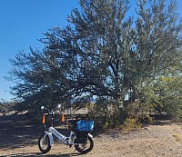 Ancient Iron Wood Tree